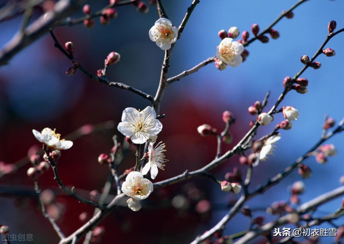 梅花腊雪唯美古诗（花信风从何处来，水边探得一枝开）