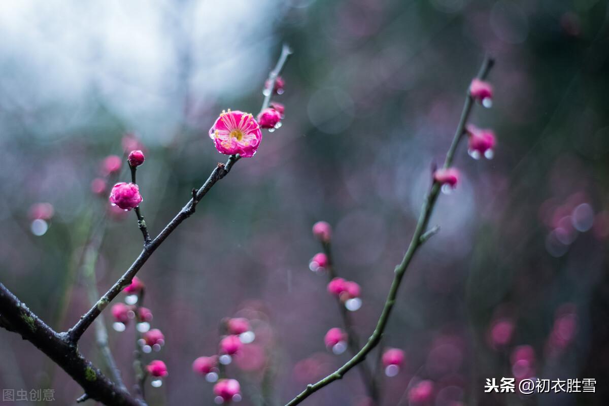 梅花腊雪唯美古诗（花信风从何处来，水边探得一枝开）