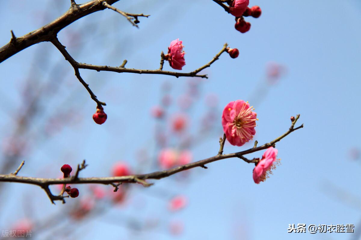 梅花腊雪唯美古诗（花信风从何处来，水边探得一枝开）