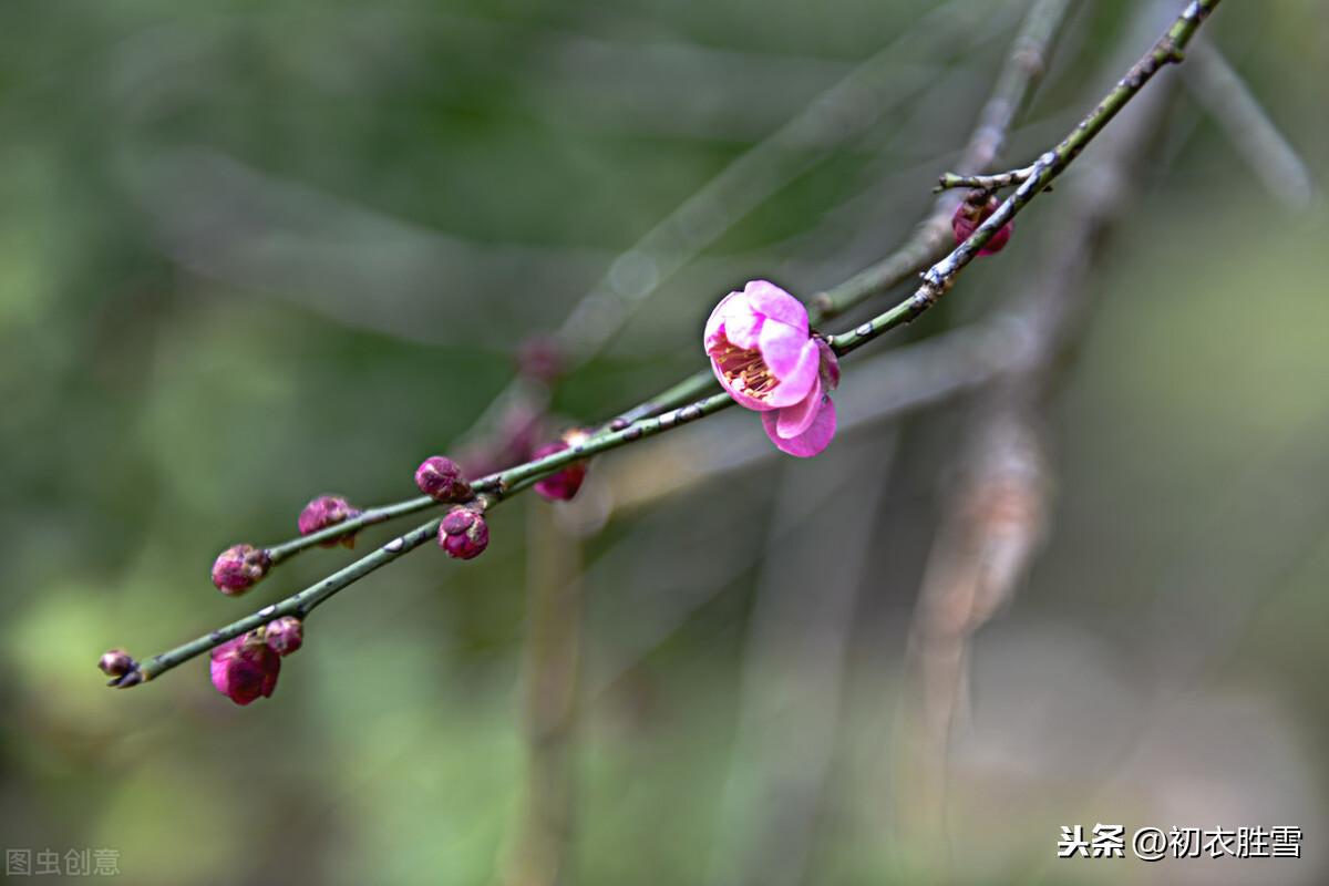 梅花腊雪唯美古诗（花信风从何处来，水边探得一枝开）