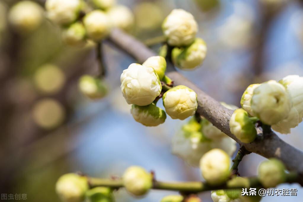 清新早梅古诗美句9则（只有梅花吹不尽，依旧新白抱新红）