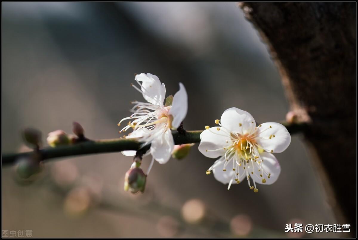 清新早梅古诗美句9则（只有梅花吹不尽，依旧新白抱新红）