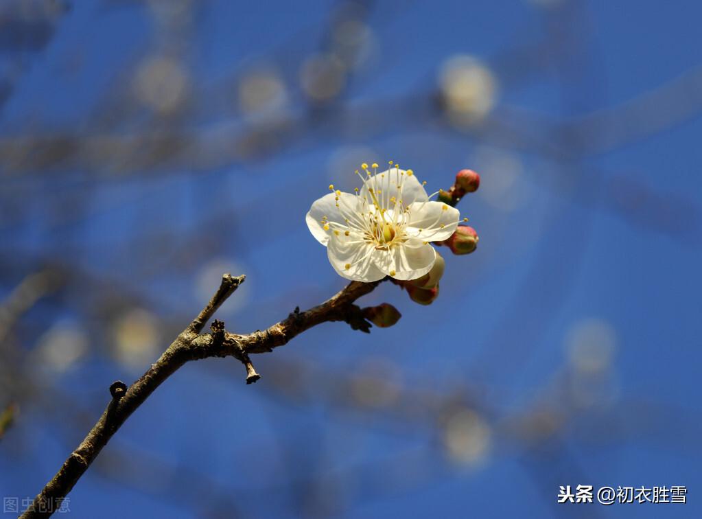 清新早梅古诗美句9则（只有梅花吹不尽，依旧新白抱新红）