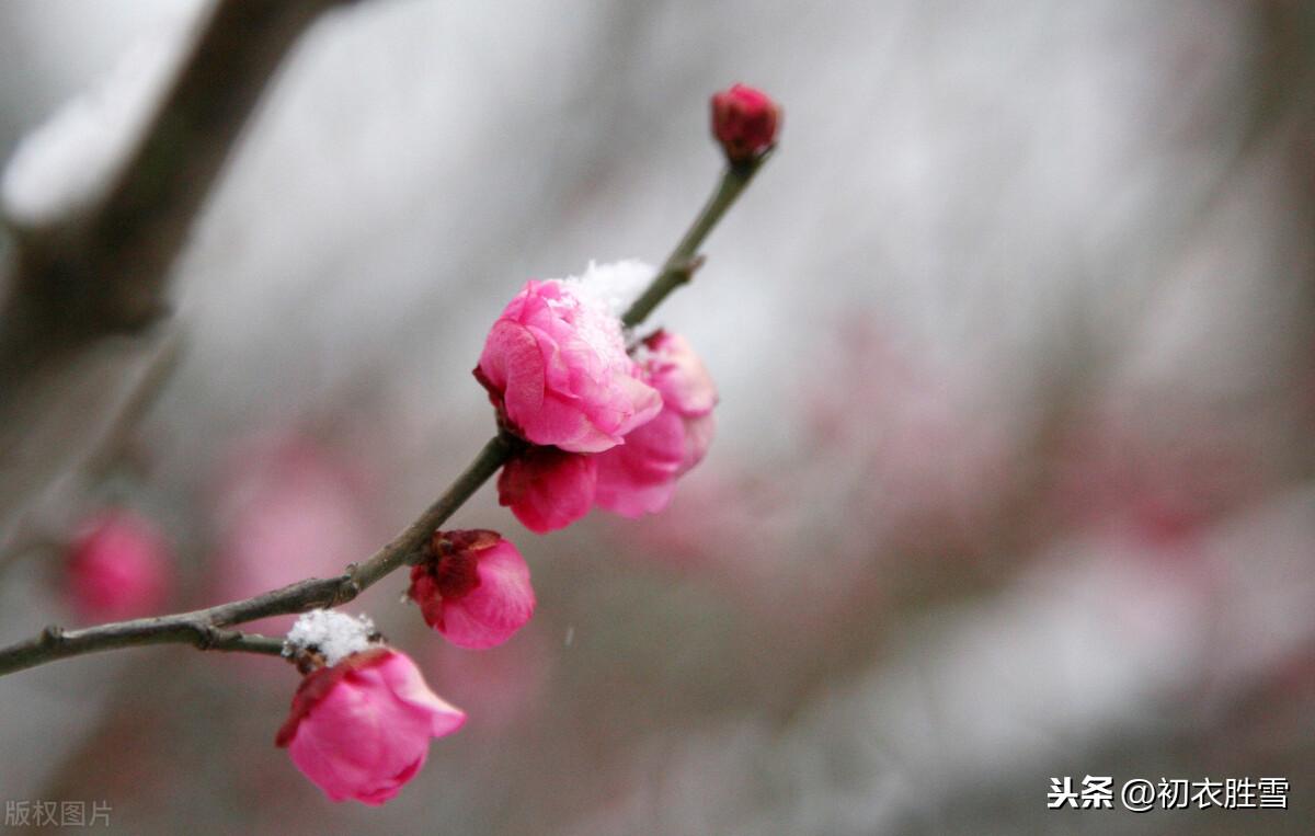 风雪梅花五首经典诗词（繁花满树梅欲放，冲寒不畏朔风吹）