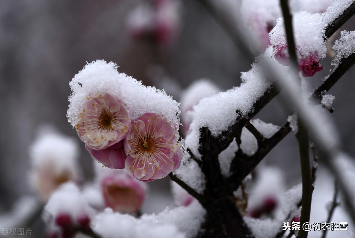 风雪梅花五首经典诗词（繁花满树梅欲放，冲寒不畏朔风吹）