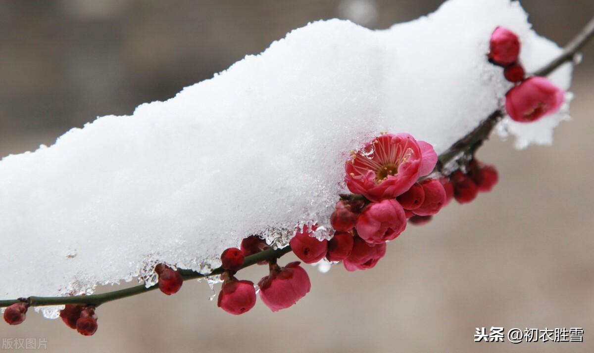 风雪梅花五首经典诗词（繁花满树梅欲放，冲寒不畏朔风吹）