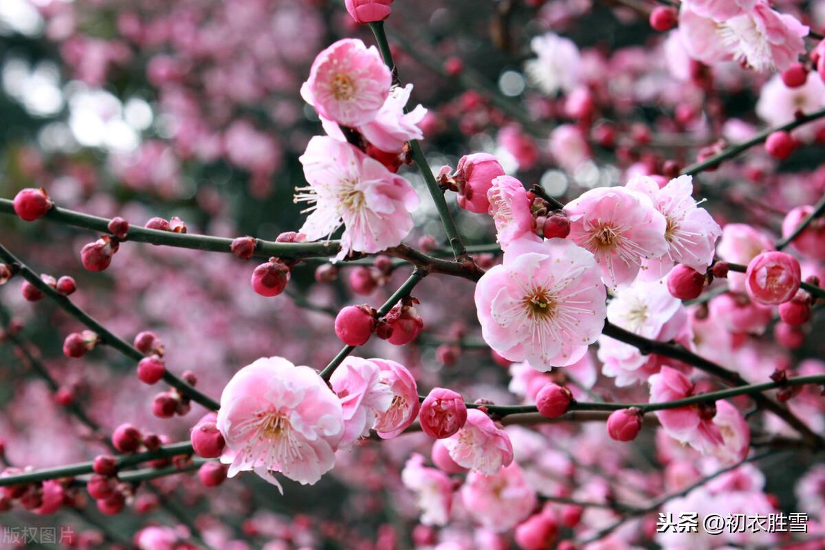 风雪梅花五首经典诗词（繁花满树梅欲放，冲寒不畏朔风吹）