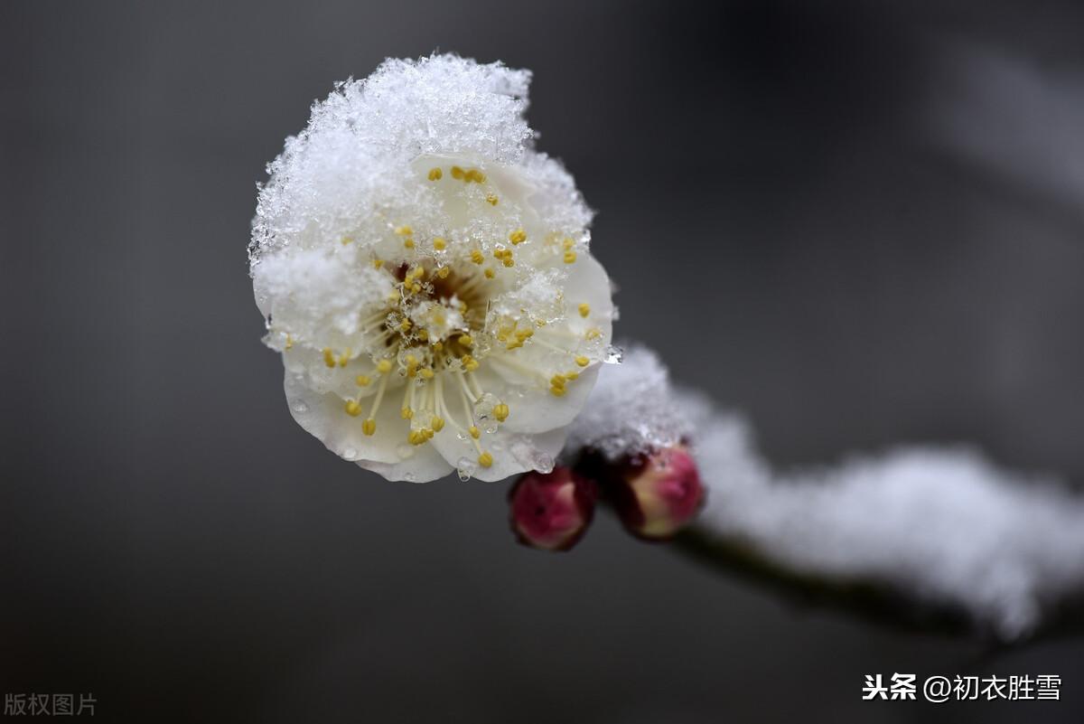 风雪梅花五首经典诗词（繁花满树梅欲放，冲寒不畏朔风吹）