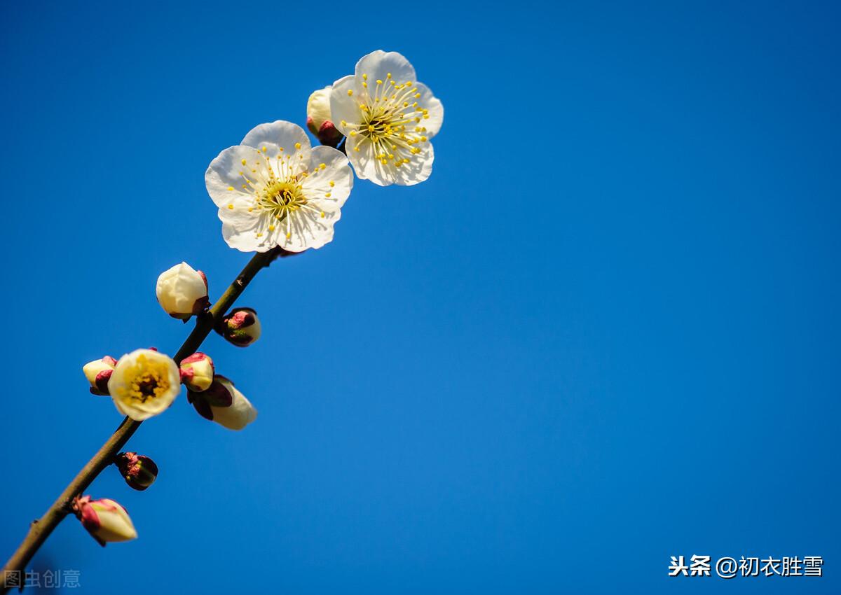 忆梅下西洲，寒梅著花未（忆梅古诗词六首）