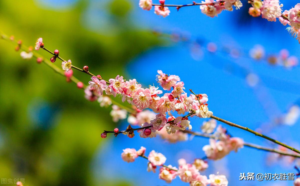 忆梅下西洲，寒梅著花未（忆梅古诗词六首）