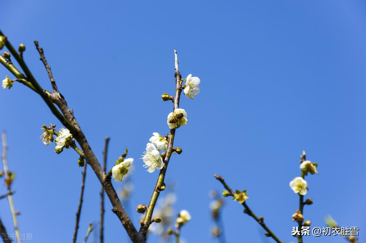 忆梅下西洲，寒梅著花未（忆梅古诗词六首）