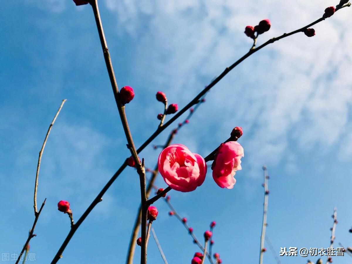 忆梅下西洲，寒梅著花未（忆梅古诗词六首）