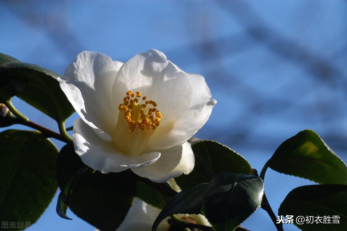 冬日茶花优美古诗七首（江上年年小雪迟，腊月茶花带雪红）