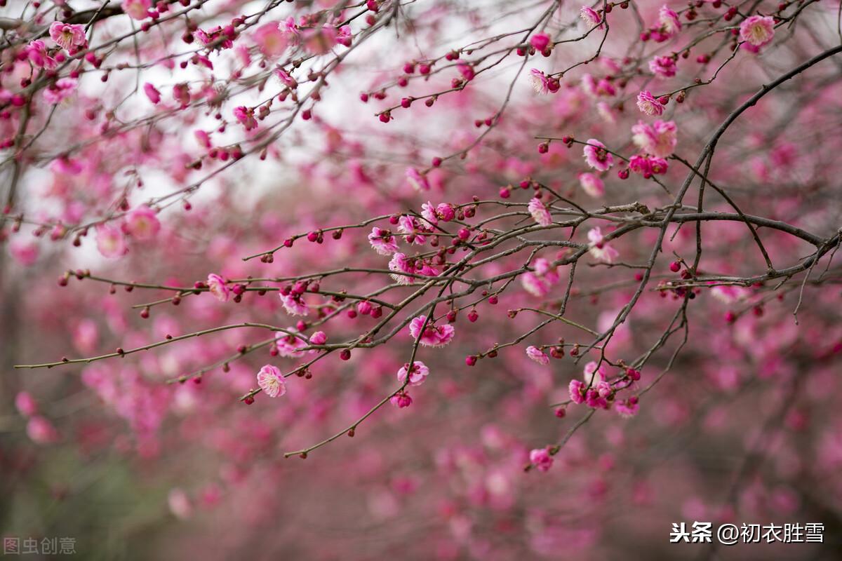 梅花腊月经典诗词（冬夜梅花诗词7首推荐）