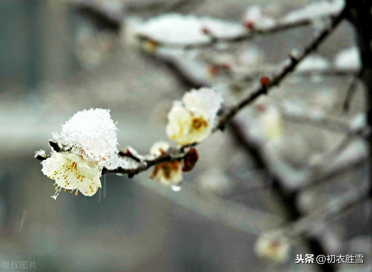 无名氏梅花古诗词3首（雨中清泪无人见，雪屋冰床月为魂）