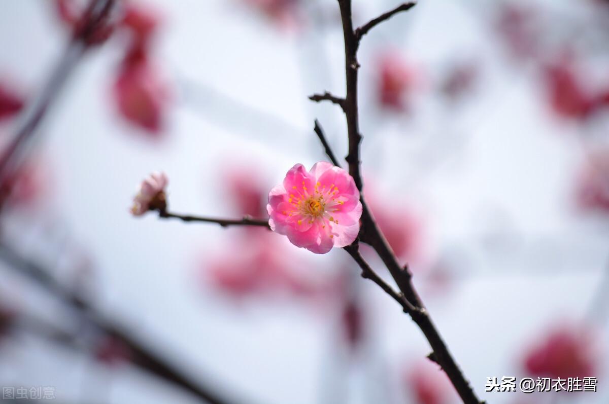 小雪节气小雪诗10首推荐（十月梅花早春回，生意都从小雪来）