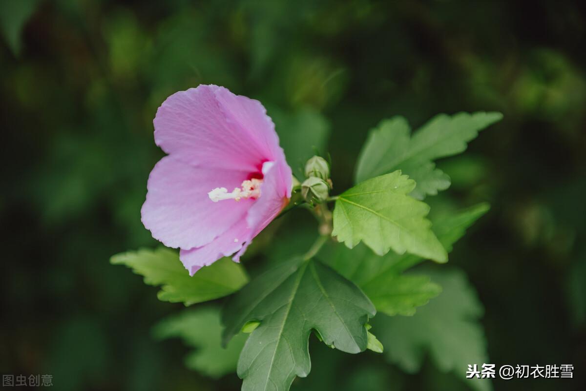 小雪节气小雪诗10首推荐（十月梅花早春回，生意都从小雪来）