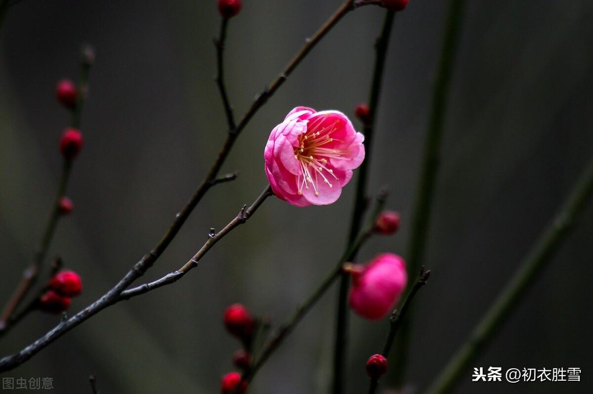 小雪节气小雪诗10首推荐（十月梅花早春回，生意都从小雪来）