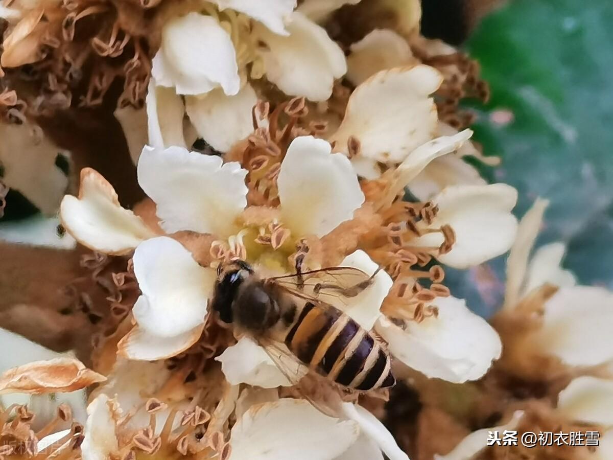 枇杷花经典诗词大全（冬花如雪枇杷花诗词7首）