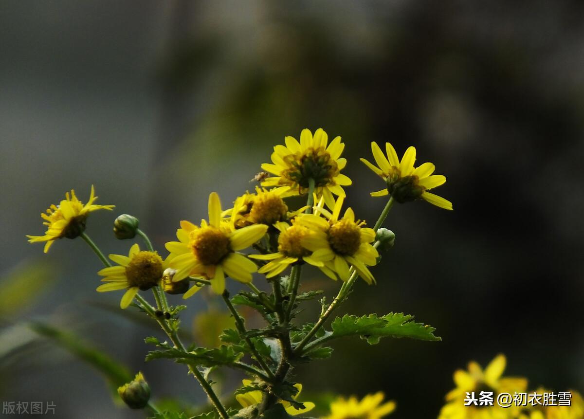 菊花禅意经典诗词（陶渊明三首菊花古诗）