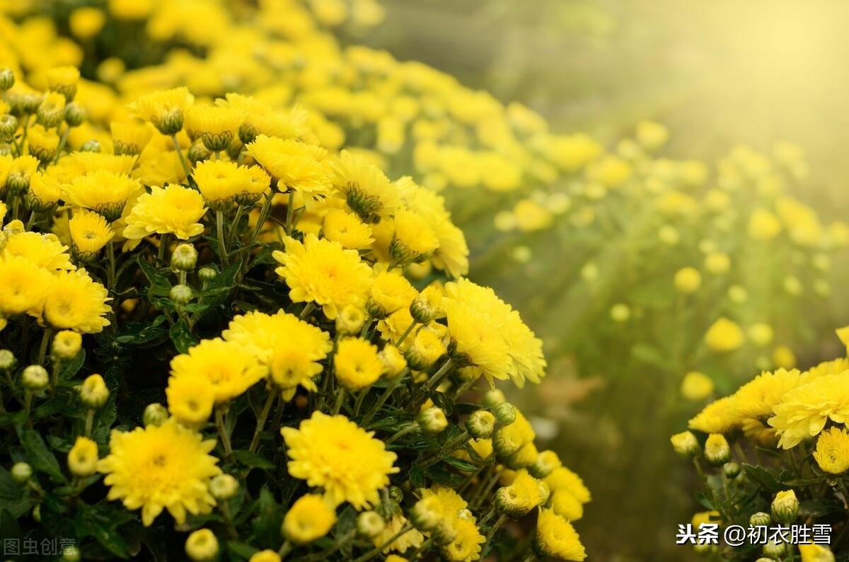 菊花禅意经典诗词（陶渊明三首菊花古诗）