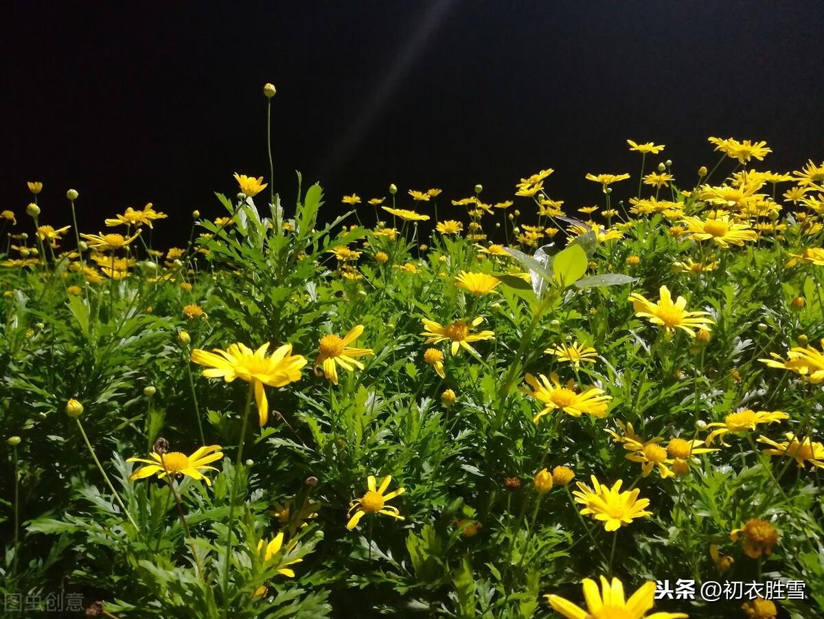 菊花禅意经典诗词（陶渊明三首菊花古诗）