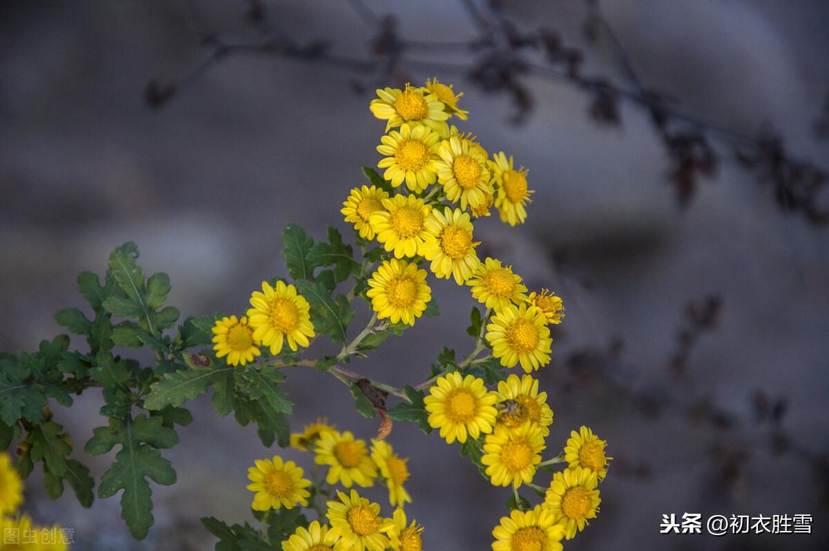 菊花禅意经典诗词（陶渊明三首菊花古诗）