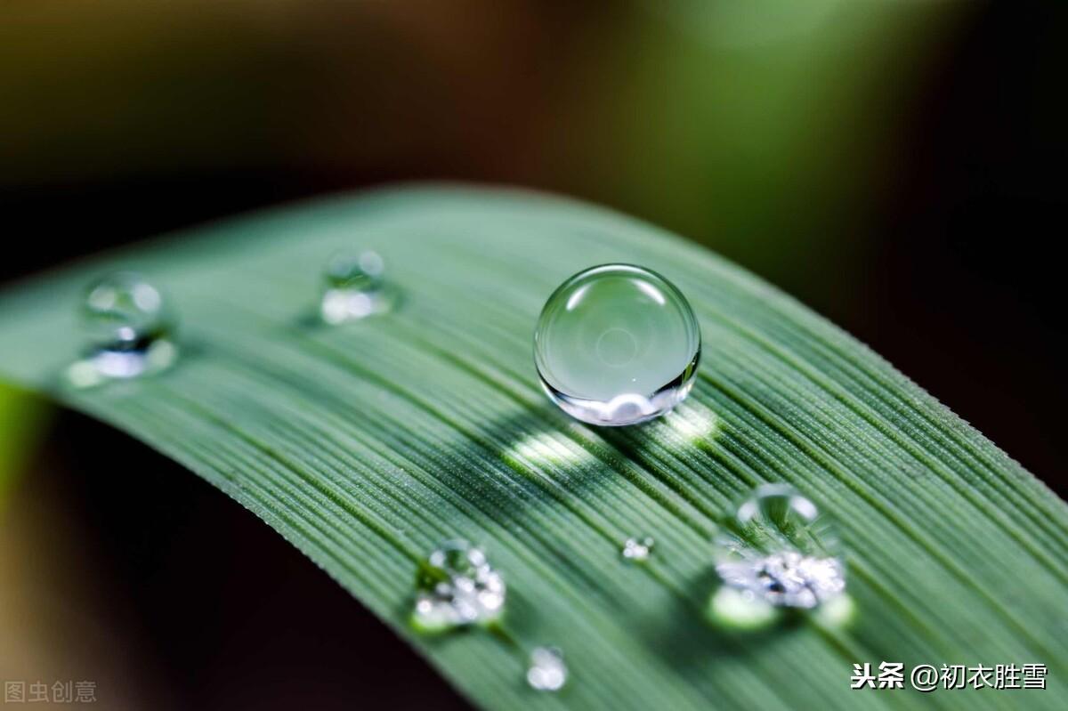 白露经典诗词名句（露从今夜白，月是故乡明）