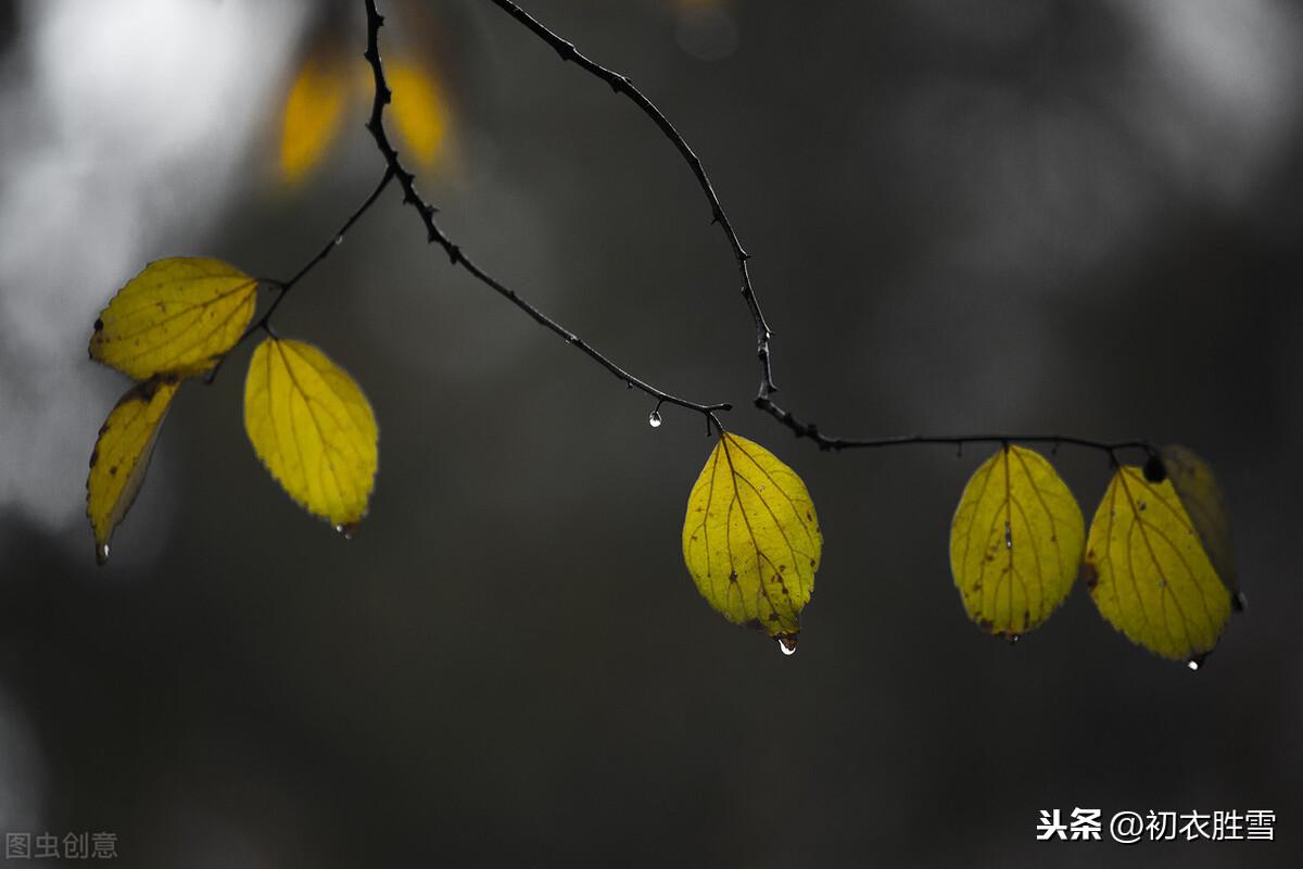 秋雨治愈经典诗词（似雾如尘，密密疏疏）