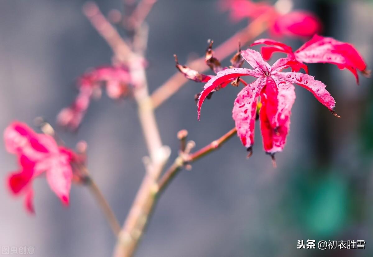 秋雨治愈经典诗词（似雾如尘，密密疏疏）