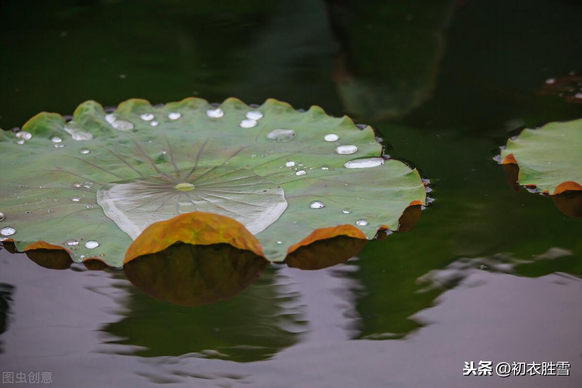 秋雨治愈经典诗词（似雾如尘，密密疏疏）