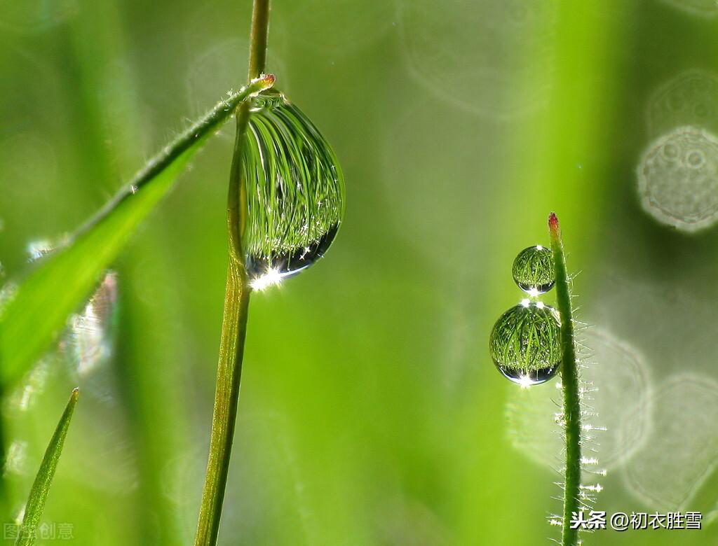 绝美白露诗句10则（白露水晶团，垂珠滴秋月）