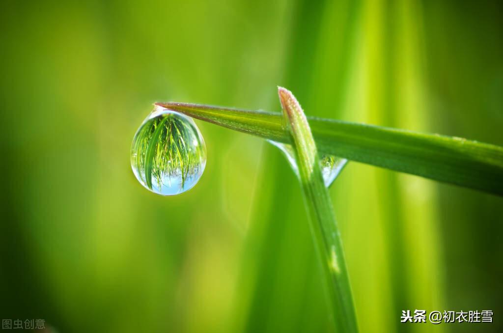 绝美白露诗句10则（白露水晶团，垂珠滴秋月）