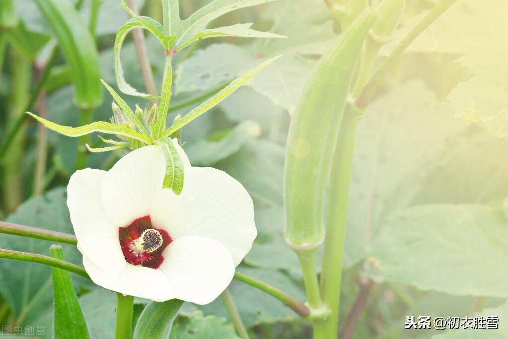 秋花黄葵经典诗词4首（一入长门只淡妆，日日倾心向太阳）