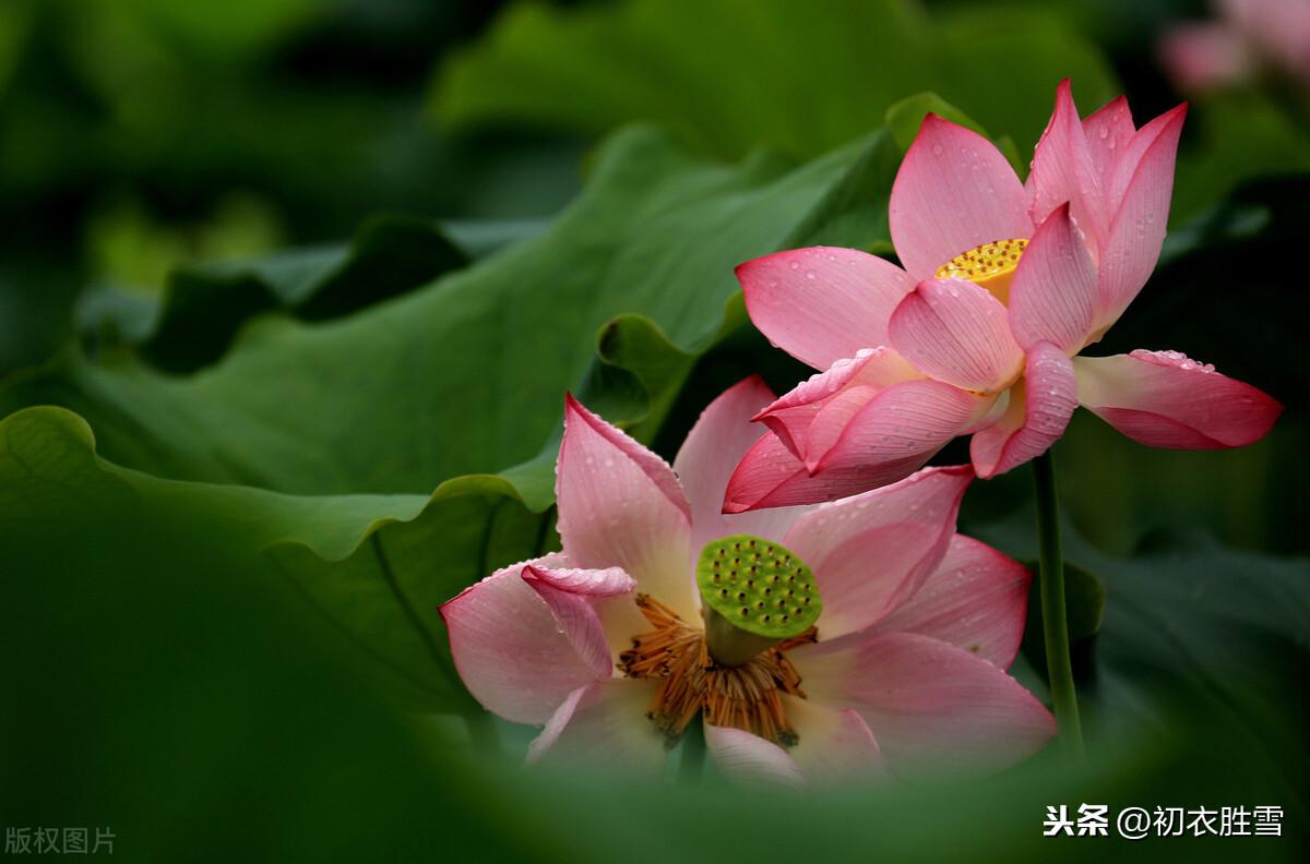 荷花凉风经典诗词（荷花经典千古名句诗词）