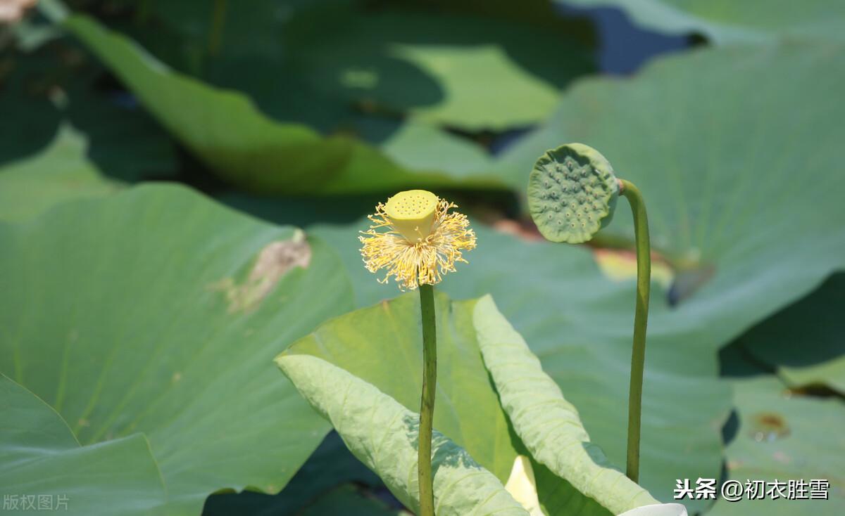 处暑节气经典诗词鉴赏（残暑晚初凉，清风渡水香）