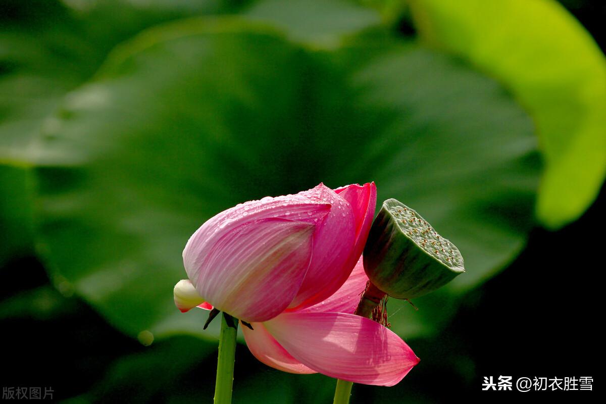 处暑节气经典诗词鉴赏（残暑晚初凉，清风渡水香）