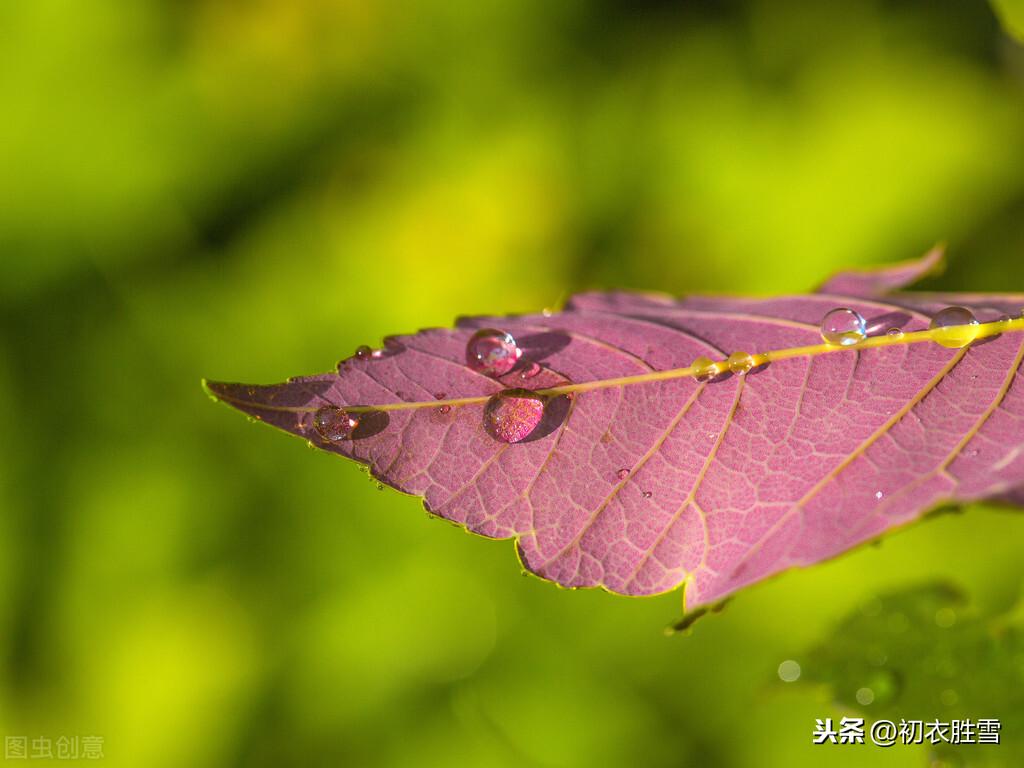 七夕治愈经典诗词（欹枕数秋天，蟾蜍下早弦）