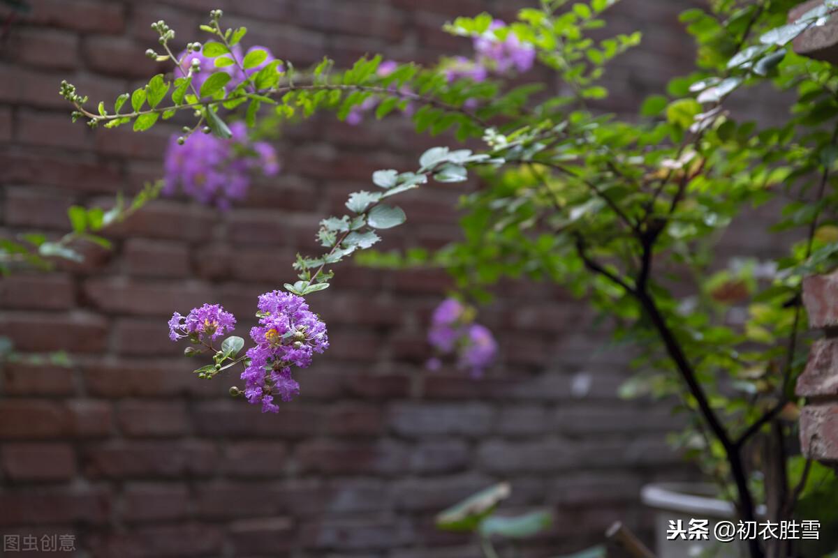 秋花紫薇古诗六首（谁道花无红十日，紫薇长放半年花）