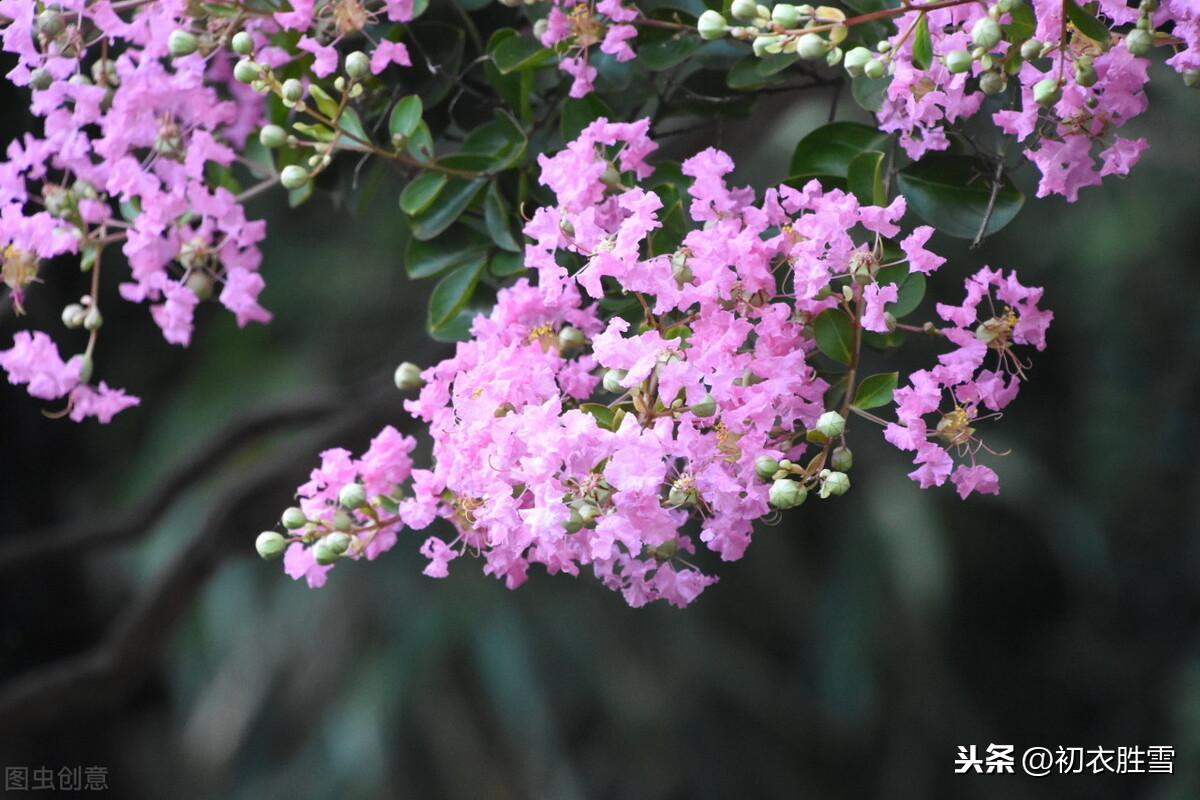 秋花紫薇古诗六首（谁道花无红十日，紫薇长放半年花）