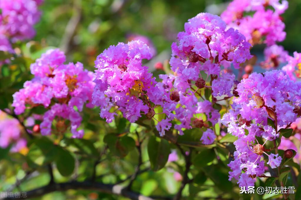 秋花紫薇古诗六首（谁道花无红十日，紫薇长放半年花）