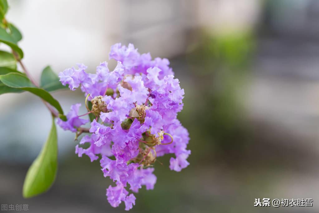 秋花紫薇古诗六首（谁道花无红十日，紫薇长放半年花）