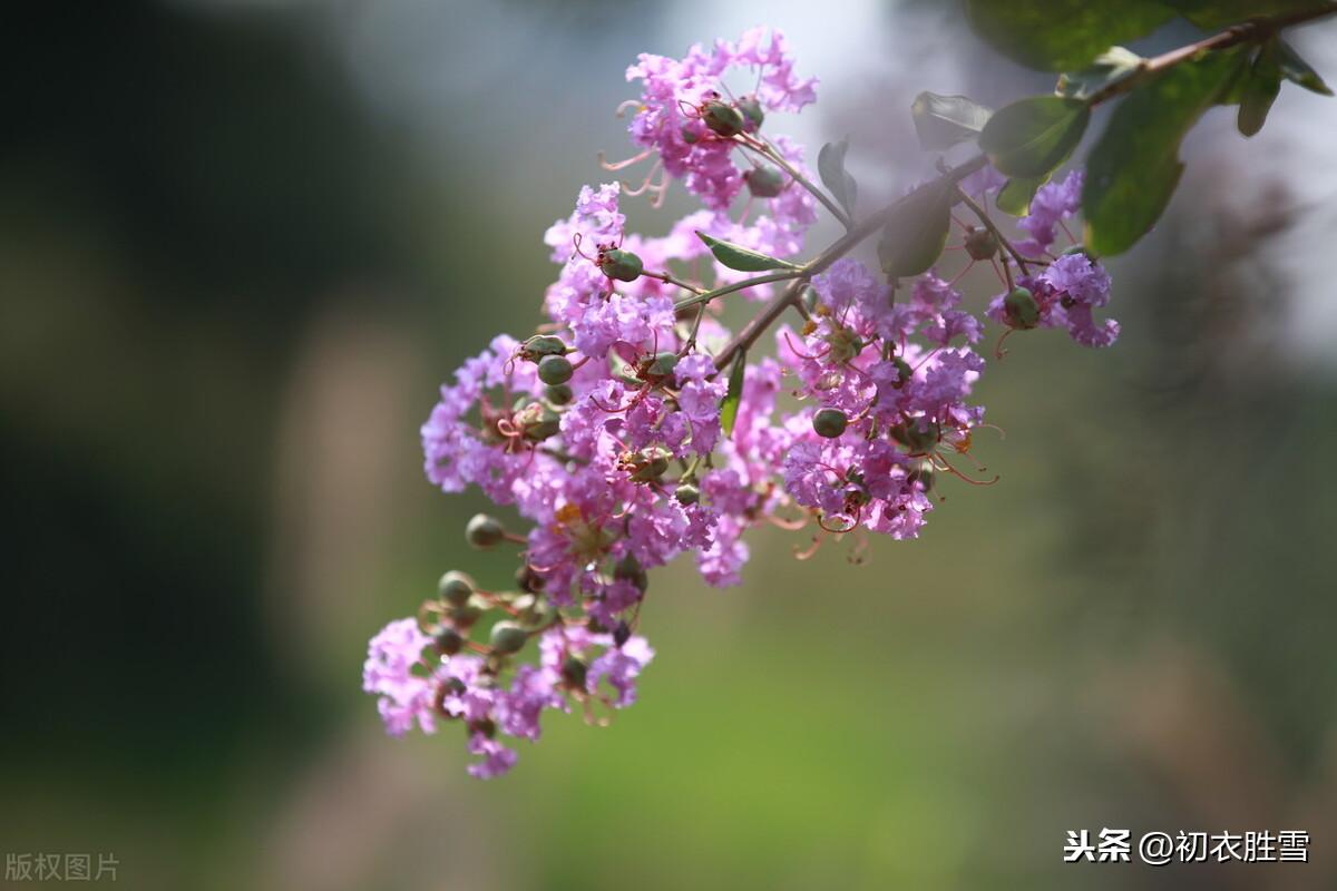 秋花紫薇古诗六首（谁道花无红十日，紫薇长放半年花）