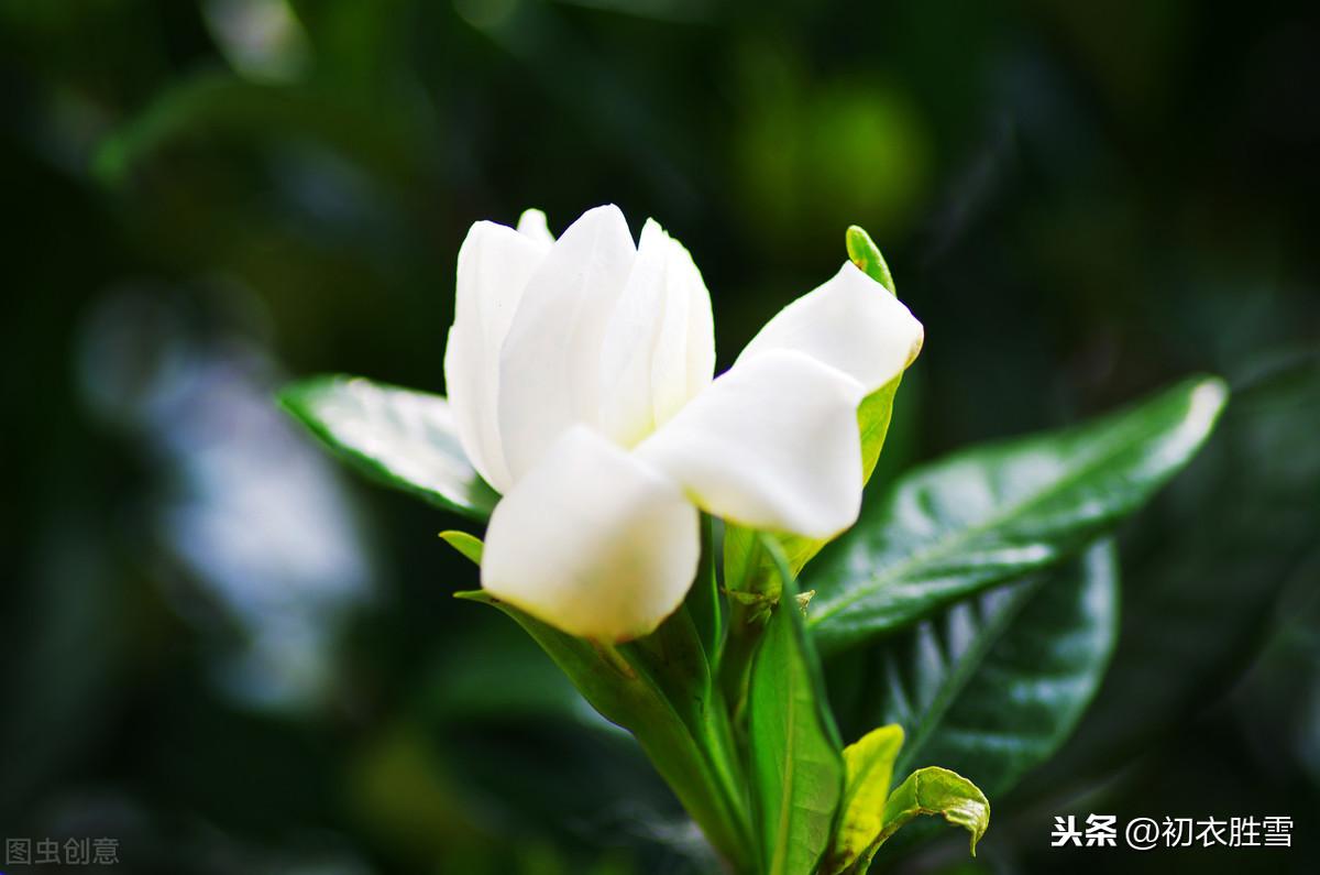 夏天经典诗词句推荐（夏天意境优美的古诗）