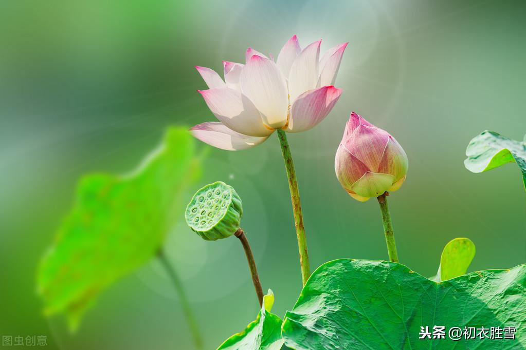 莲花经典诗词有哪些（十首莲花古诗）