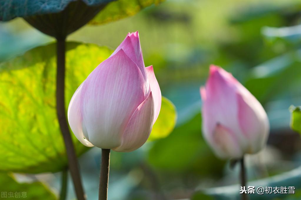 莲花经典诗词有哪些（十首莲花古诗）