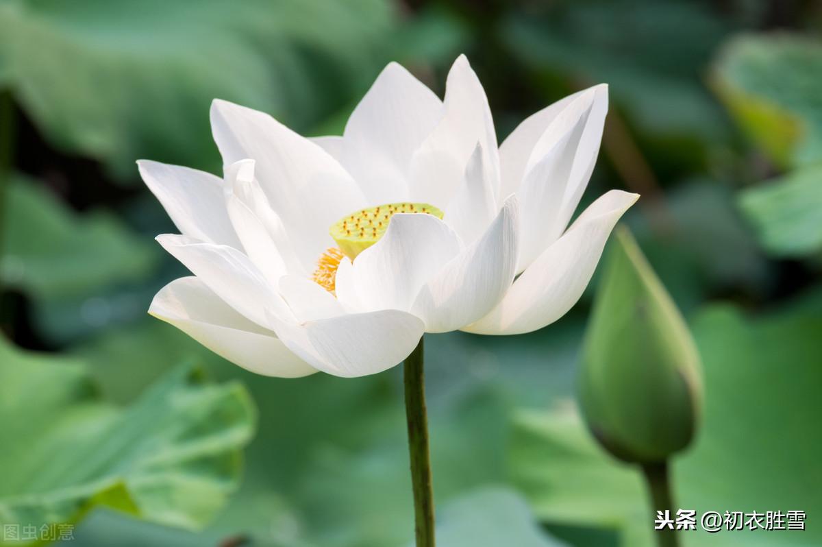 莲花经典诗词有哪些（十首莲花古诗）