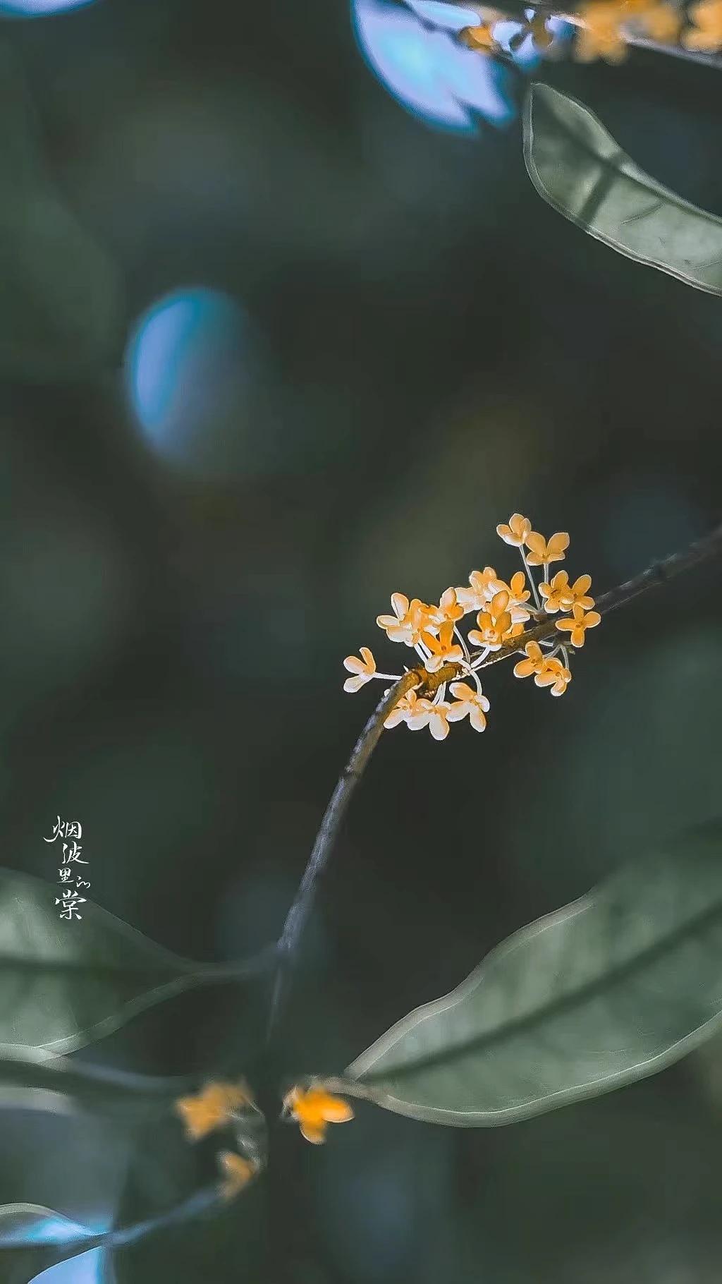 桂花岁月经典诗词（30句唯美的桂花诗词）