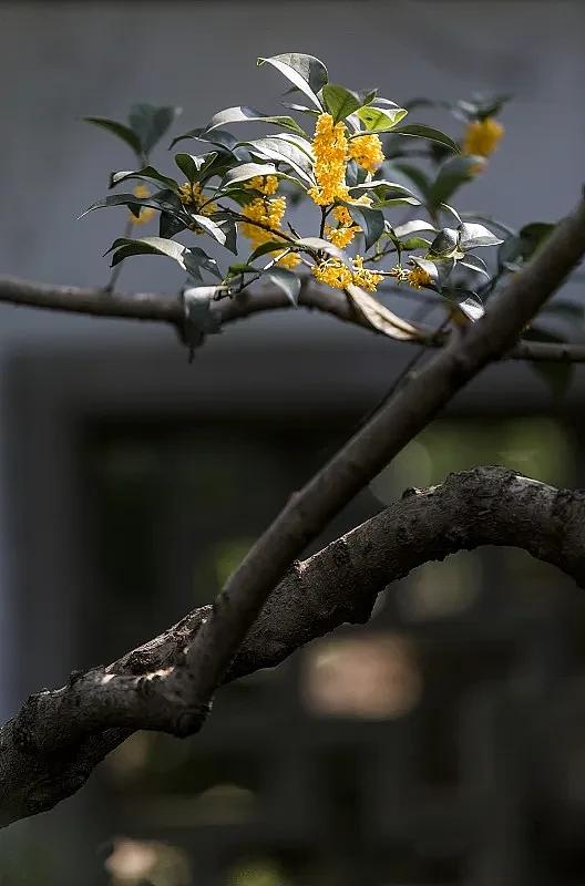 桂花岁月经典诗词（30句唯美的桂花诗词）