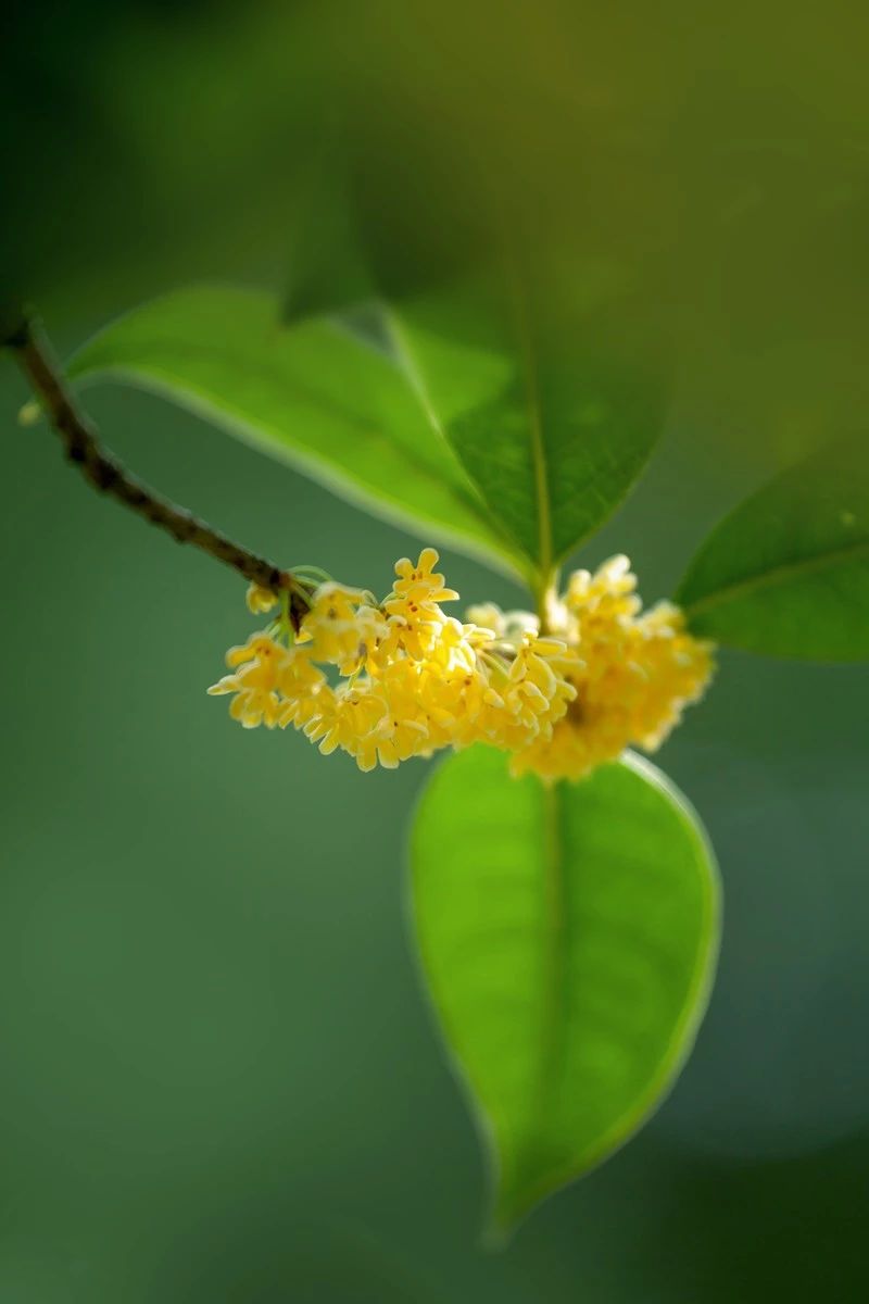 桂花岁月经典诗词（30句唯美的桂花诗词）